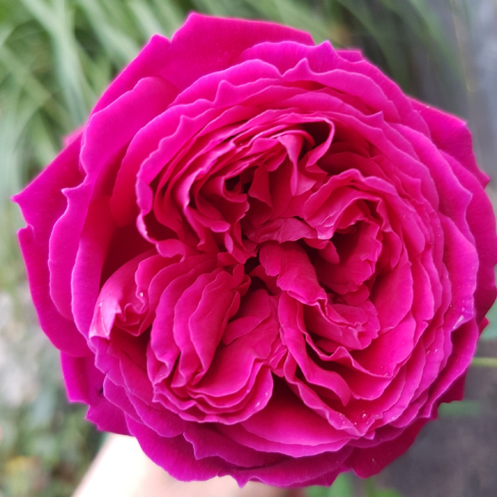 Роза Отелло английская роза